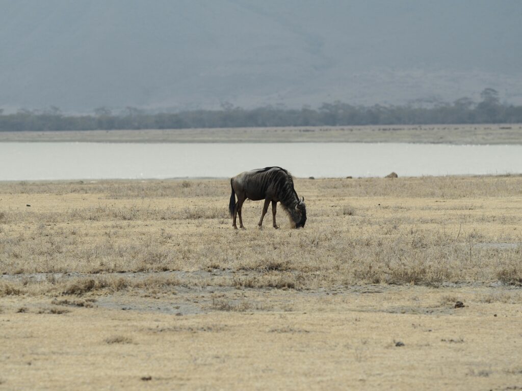 7 Days Safari Package